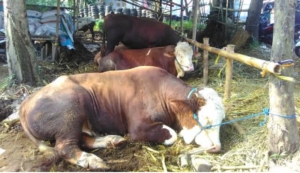 Sapi Kurban di Tangerang Ditemukan Terindikasi Penyakit Mulut dan Kuku