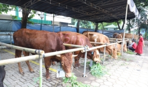 Masjid Raya Al-A’zhom Kota Tangerang Targetkan Bagikan 3 Ribu Kupon Daging Kurban