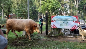 Andra Soni Saksikan Penyembelihan Kurban Sapi Presiden
