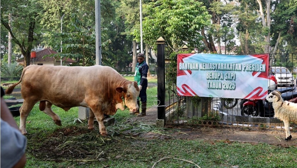 Andra Soni Saksikan Penyembelihan Kurban Sapi Presiden