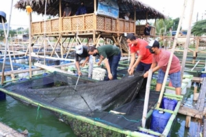 Kampung Wisata Keramba 22 Periuk Kota Tangerang Panen Ratusan Kilogram Ikan Patin