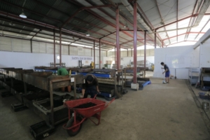 Pemkot Tangerang Konsisten Budi Daya Maggot, Sukses Kurangi Sampah Organik Sampai 15 Ton per Hari