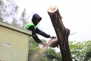 Cek Kondisi Pohon & Klaim Asuransi Anti Ribet, Kenali Si GAMPANG Inovasi Pemkot Tangerang