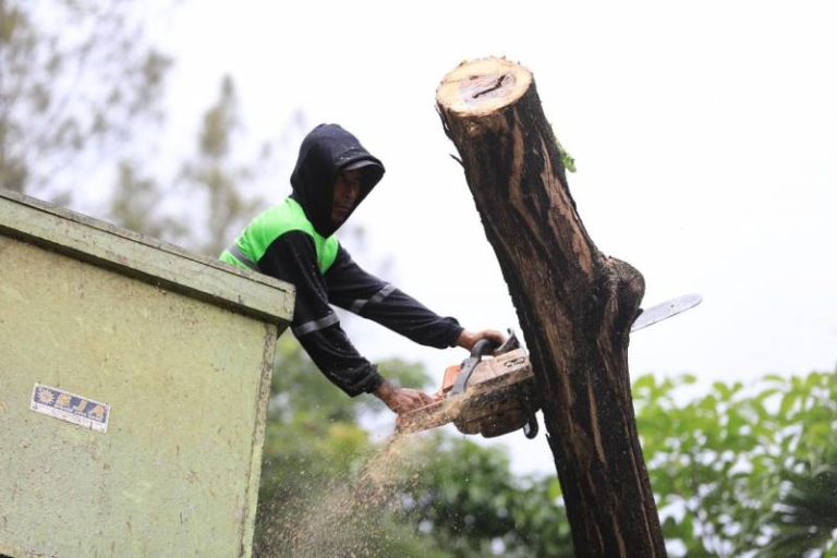 Cek Kondisi Pohon & Klaim Asuransi Anti Ribet, Kenali Si GAMPANG Inovasi Pemkot Tangerang