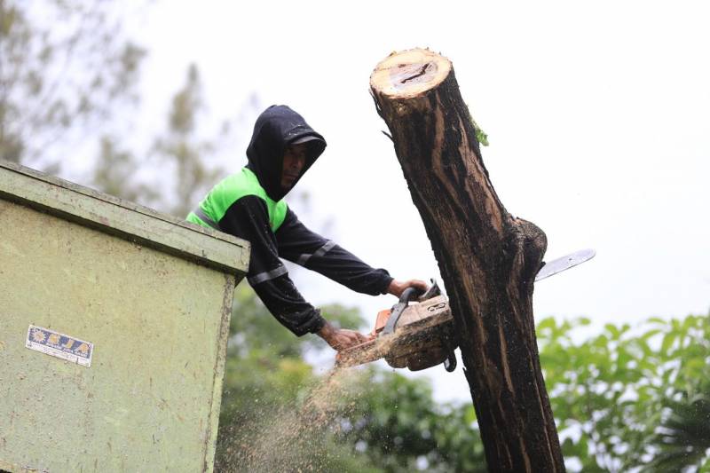 Cek Kondisi Pohon & Klaim Asuransi Anti Ribet, Kenali Si GAMPANG Inovasi Pemkot Tangerang