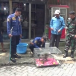 Serang Warga dan Ganggu Warung Sembako, UPT Damkar Cibodas Evakuasi Monyet Liar