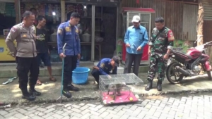 Serang Warga dan Ganggu Warung Sembako, UPT Damkar Cibodas Evakuasi Monyet Liar