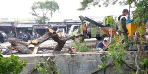 Pemkot Tangerang Berhasil Evakuasi Puluhan Pohon Tumbang Akibat Hujan Deras