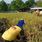 Targetkan Panen Padi Meningkat, Pemkot Tangerang Gelar Ubinan Produksi Padi di Batuceper