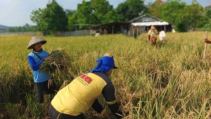 Targetkan Panen Padi Meningkat, Pemkot Tangerang Gelar Ubinan Produksi Padi di Batuceper
