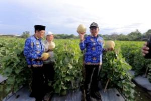 Pemkot Tangerang Panen 1,5 Ton Bawang Merah Merdeka F1 dan 5 Ton Melon