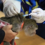 Vaksinasi Rabies Gratis Edisi HUT ke-33 Kota Tangerang, Ini Daftar Jadwal dan Lokasinya