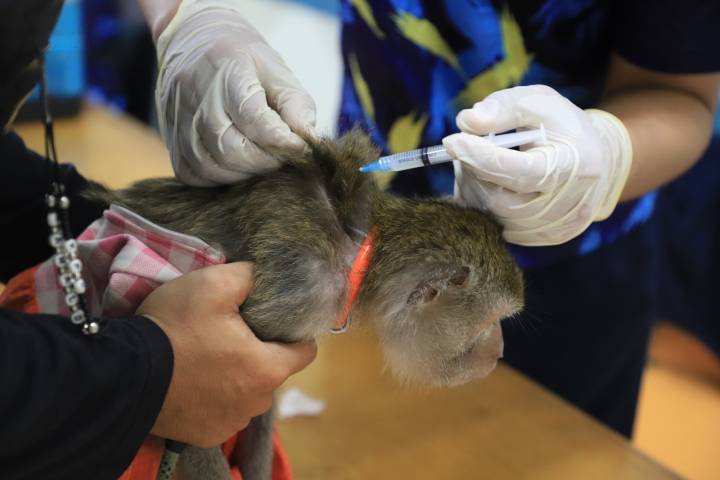 Vaksinasi Rabies Gratis Edisi HUT ke-33 Kota Tangerang, Ini Daftar Jadwal dan Lokasinya