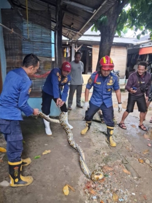 Damkar Pos Pinang Kota Tangerang Evakuasi Ular Sanca Sepanjang 3 Meter dari Plafon Kamar Mandi