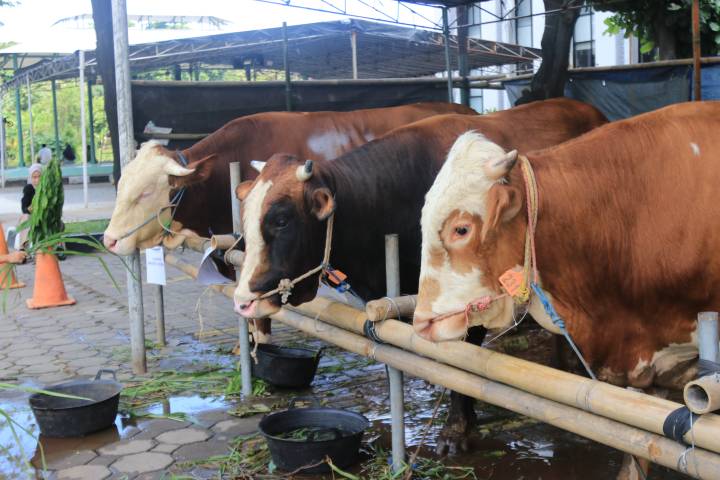 Sambut Iduladha, Ini Tips Mengolah Daging Kurban yang Benar dan Bebas Bau